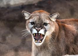 In seinen heimatländern ist er unter zahlreichen weiteren namen bekannt; Ero Sorpreso Implicito Oh Caro Katze Puma Vergognoso Re Lear Abbraccio