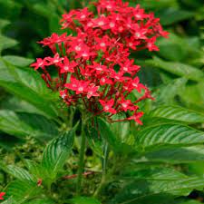 Pentas lanceolata 'new look red'. Egyptian Star Cluster Finegardening