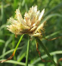Image result for Cyperus niveus