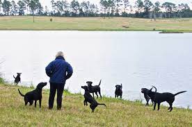 2019 Akc Breeders Of The Year By Sport Retriever Field Events Black Labrador Retriever Akc Dog Breeds