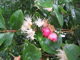 Image result for Syzygium