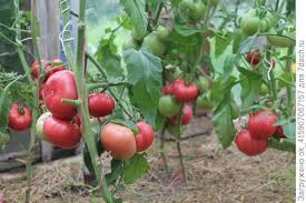 можно ли сажать помидоры по две штуки в лунку Pikirovka Tomatov Po 2 Rostka V 1 Stakanchik Za I Protiv Est Li Opyt Vyrashivaniya Otvety Ekspertov 7dach Ru