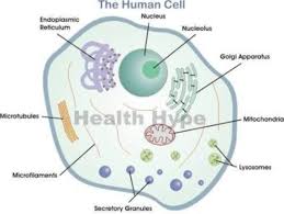 How To Draw A Simple Human Cell Brainly In You can edit any of drawings via our online image editor before downloading. how to draw a simple human cell