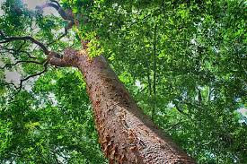 Image result for Mayaca baumii