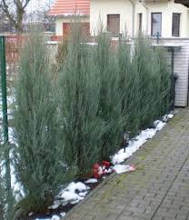 We did not find results for: Skyrocket Juniper Info Tips For Growing Juniper Skyrocket In The Garden