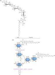Mitochondria and lysosomes identify which organelle is represented by letter c in the picture. Glycosphingolipid An Overview Sciencedirect Topics