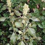 Image result for Amaranthus deflexus