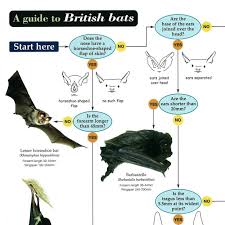 Fsc British Bats Identification Chart Peoples Trust For
