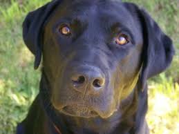 Black And Tan Labrador Retriever Beautiful Black Labs Would Do Anything In The World To Have Another One Labrador Retriever Labrador Labrador Retriever Dog