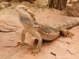 Bearded Dragon Temperatures & Uvb Requirements | Reptifiles