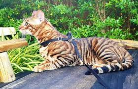 tojger koshki foto video o porode haraktere opisanie