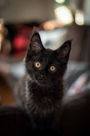 6 black kittens pictures to create 6 black kittens ecards, custom profiles, blogs, wall posts, and 6 black kittens scrapbooks, page 1 of 250. Black Kitten Pictures Download Free Images On Unsplash