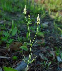Image result for Polygala welwitschii