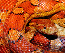 Black And Orange Snake Florida Poisonous Snake Meet The Most Dangerous Snakes On Earth Com Imagens Cobra Do Milho Cobra De Estimacao Cobras
