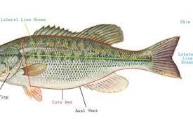 This video shows you how to gut or clean a largemouth bass, smallmouth bass, or seabass The Best Big Mouth Bass Recipe 7 Steps With Pictures Instructables