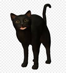 British Shorthair Gatito Gato Negro Imagen Png Imagen Transparente Descarga Gratuita