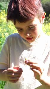 Child removing petals from a daisy playing "she loves me, she doesn't love  me
