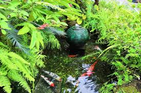 We not only know how to build koi ponds that fulfill the aesthetic you are looking for, but also create a sustainable environment for the koi! Koi Pond Fountain