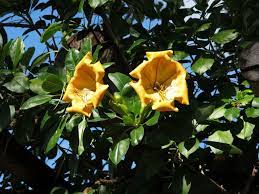 Otros nombres con que se denomina es planta trompeta, trompetero gigante o copa dorada. Copa De Oro Plantas