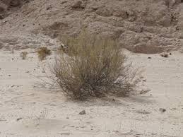 Image result for Pechuel-Loeschea leubnitziae