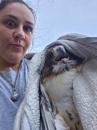 Injured red tail hawk update in Karns