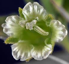 Image result for Silene burchellii