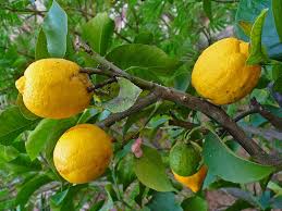 Image result for Citrus × limon