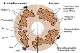 Maybe you would like to learn more about one of these? Frontiers The Multiple Functions Of The Nucleolus In Plant Development Disease And Stress Responses Plant Science