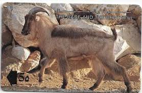 It was reintroduced in 1982 in oman , but poaching has reduced its numbers there. Phonecard Arabian Tahr Omantel Oman 1993 The Rare And The Beautiful Col 13omnc