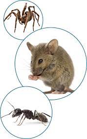 Maybe you would like to learn more about one of these? Pest Control Great Falls Mt Bug Doctor Pest Control