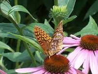 Wild Heroes: The Pollinators