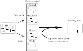 Ils showcase shindo life robloxatlaszero. Structural And Functional Neuroanatomy Section I Behavioral Neurology Neuropsychiatry