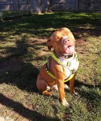 Adoptable dogs puppies (less than 7 months): Rescues And Adoptables Buckeye S Missions And Sanctuary