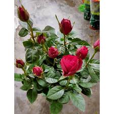 Jangan lupa untuk bookmark dan share gambar bunga ros merah dan putih ke media sosial anda, supaya. Pokok Bunga Ros Hidup Rose Plants Shopee Malaysia