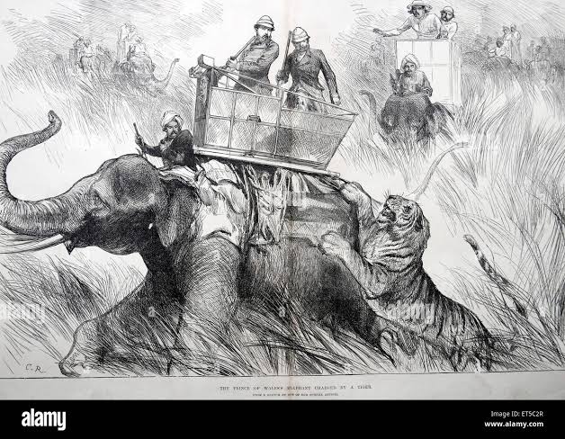 Tiger hunting with elephants hi-res stock photography and images - Alamy