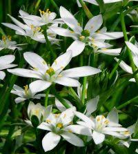 Image result for Ornithogalum pulchrum