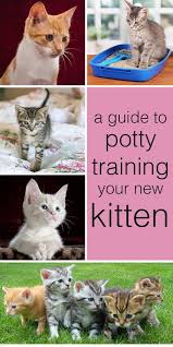 How exactly do you train a kitten in the best way possible? Cat Toilet Training Complete Guide To Potty Train A Kitten Cat Toilet Training Cat Training Litter Box Training A Kitten