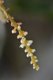 Image result for Microcoelia exilis