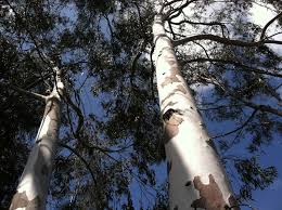 Image result for Eucalyptus sp.