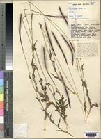 Image result for Perotis patens