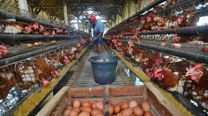 Menetaskan telur ayam dengan menggunakan alat penetas telur hanya memerlukan waktu yang cepat dan tingkat keberhasilannya juga tinggi. Ketika Telur Ayam Tercemar Fipronil