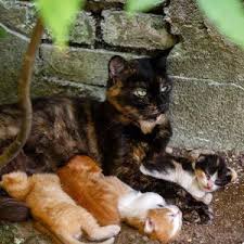 If you have been to the doctor and have a sight cat allergy, as your doctor about the safety of living with a cat. Desexing Cats Kittens Cost Benefits Of Cat Desexing