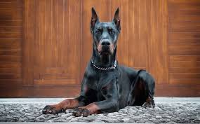 European doberman puppies for sale in europe. American Vs European Doberman A Side By Side Comparison Doberman Planet