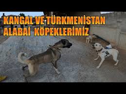 Kangal Mi Alabay Mi Sizce Hangisi En Buyuk Kopek Irklari Youtube