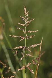 Image result for Panicum monticola