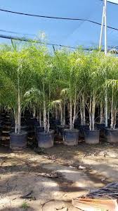 Image result for Chamaecrista plumosa