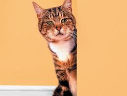 Lymphoma is by and large the most common cancer that affects cats, although there are other types of feline cancers that can affect domestic cats. Feline Intestinal Lymphoma Introduction Petfinder