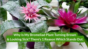 We did not find results for: Why Is My Bromeliad Plant Turning Brown Looking Sick Joy Us Garden Youtube
