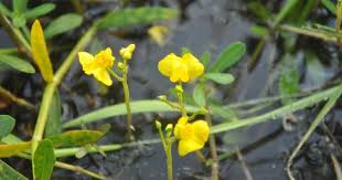 Image result for Utricularia stellaris