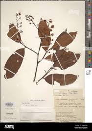 Image result for Dasylepis